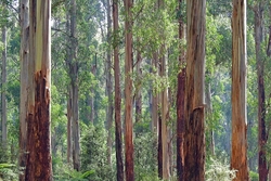 australia-kallista-eucalyptus-regnans-eucalyptus-forest